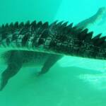 Australian Saltwater Crocodile (Crocodylus porosus), Alice Springs Reptile Centre