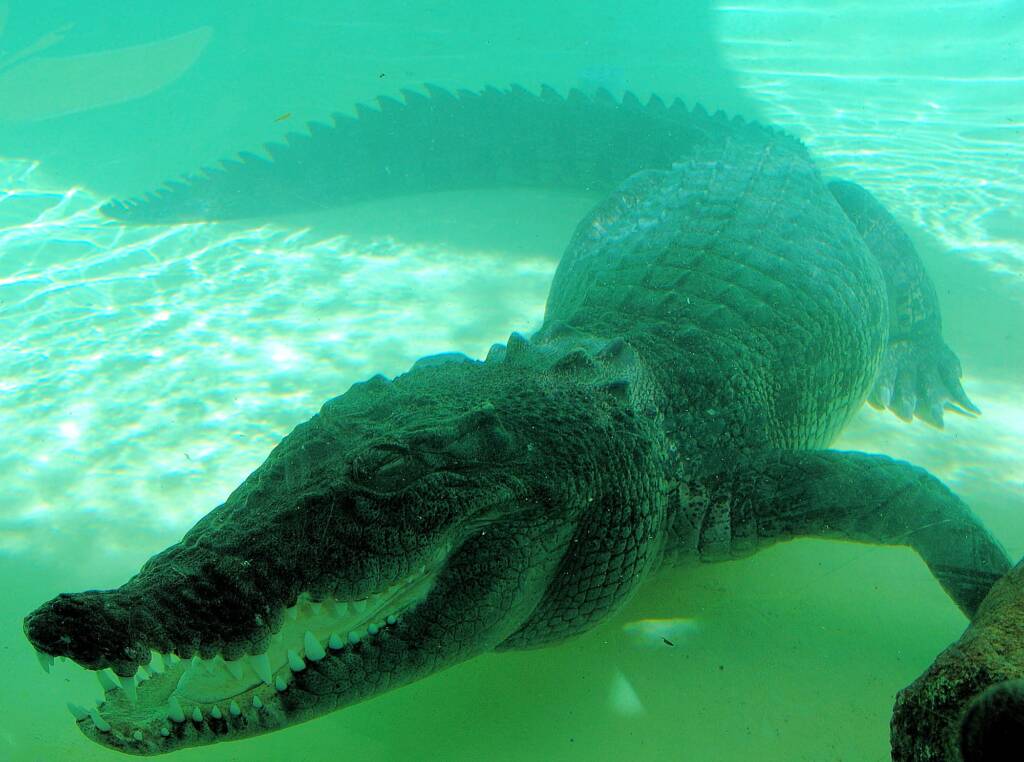 Australian Saltwater Crocodile (Crocodylus porosus), Alice Springs Reptile Centre