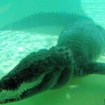 Australian Saltwater Crocodile (Crocodylus porosus), Alice Springs Reptile Centre