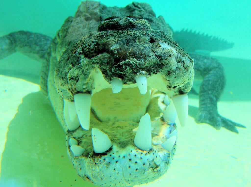 Australian Saltwater Crocodile (Crocodylus porosus), Alice Springs Reptile Centre