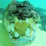 Australian Saltwater Crocodile (Crocodylus porosus), Alice Springs Reptile Centre