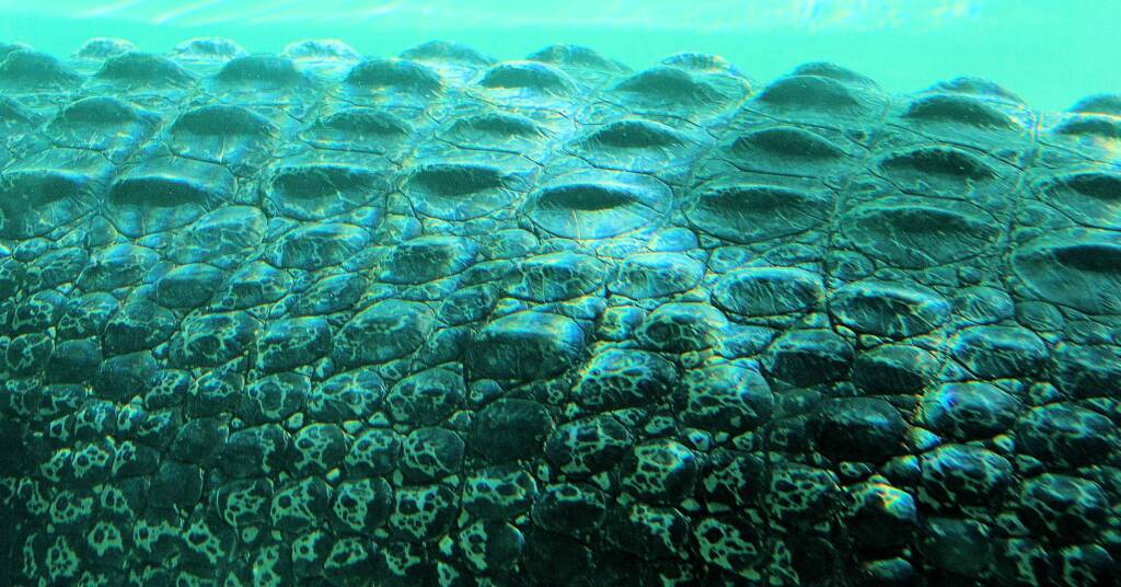Australian Saltwater Crocodile (Crocodylus porosus), Alice Springs Reptile Centre