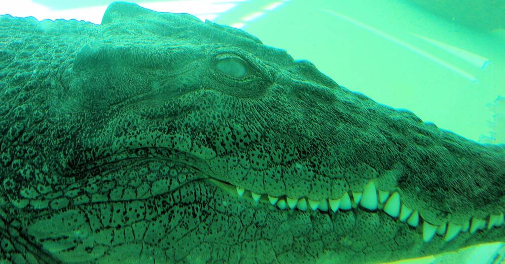 Australian Saltwater Crocodile (Crocodylus porosus), Alice Springs Reptile Centre