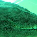 Australian Saltwater Crocodile (Crocodylus porosus), Alice Springs Reptile Centre
