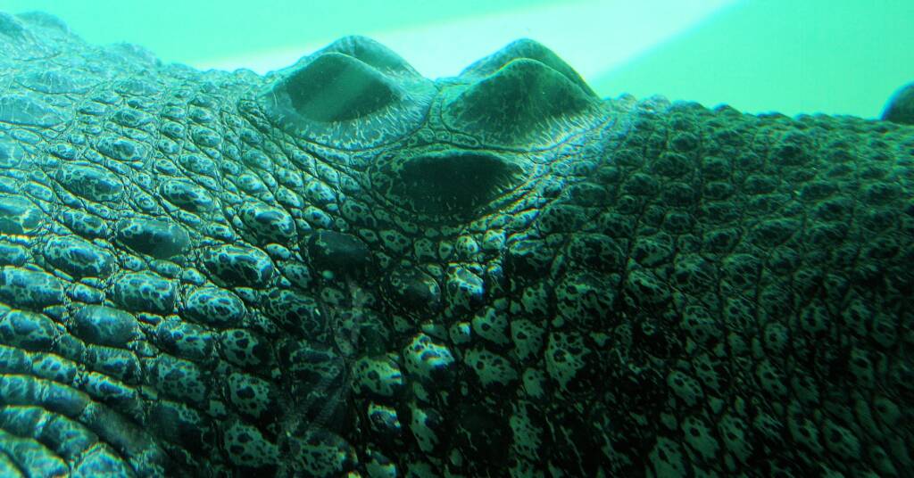 Australian Saltwater Crocodile (Crocodylus porosus), Alice Springs Reptile Centre