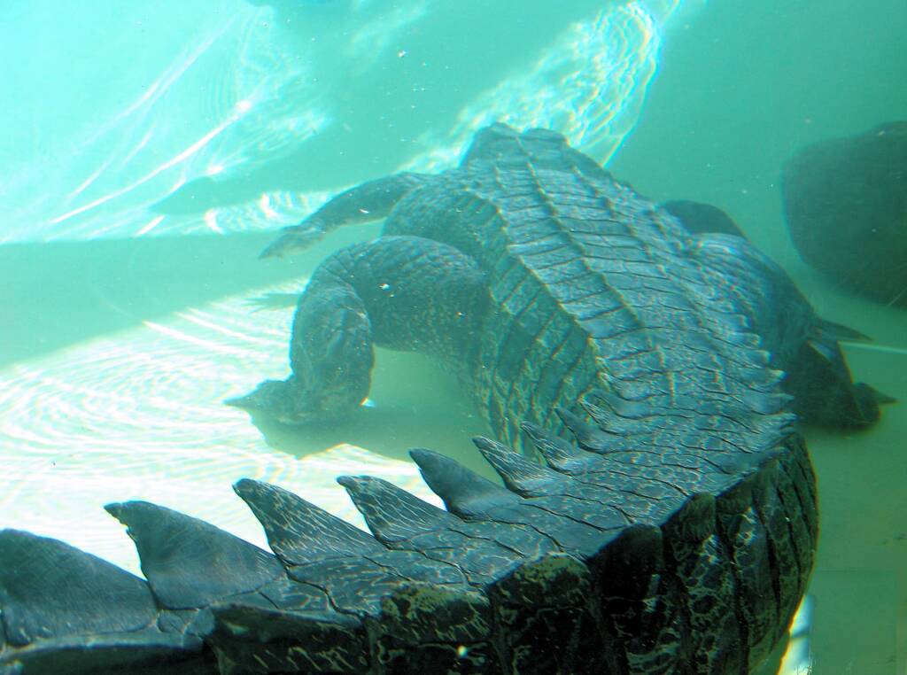 Australian Saltwater Crocodile (Crocodylus porosus), Alice Springs Reptile Centre