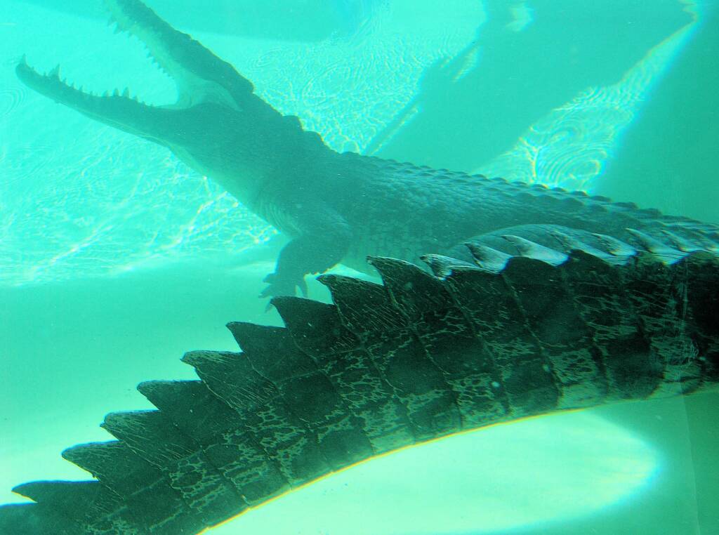 Australian Saltwater Crocodile (Crocodylus porosus), Alice Springs Reptile Centre