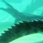 Australian Saltwater Crocodile (Crocodylus porosus), Alice Springs Reptile Centre