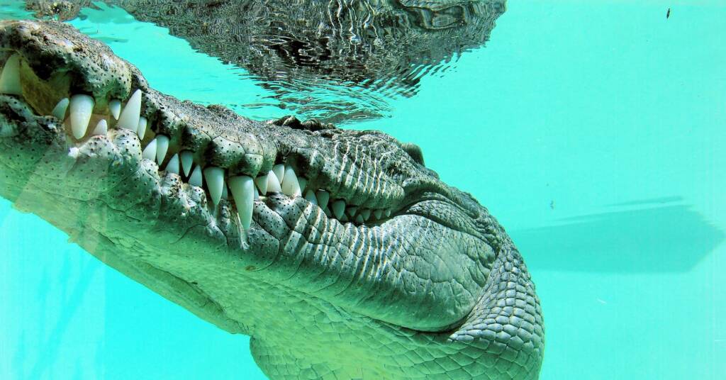Australian Saltwater Crocodile (Crocodylus porosus), Alice Springs Reptile Centre