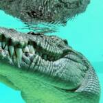 Australian Saltwater Crocodile (Crocodylus porosus), Alice Springs Reptile Centre