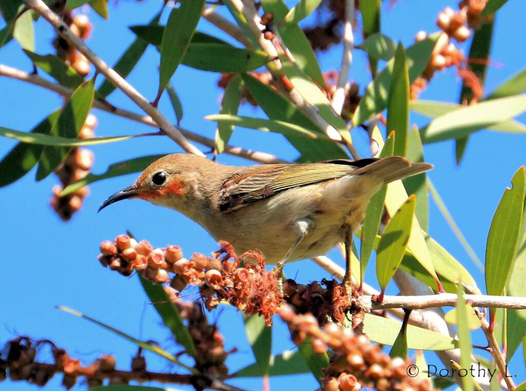 Scarlet Honeyeater (Myzomela sanguinolenta)