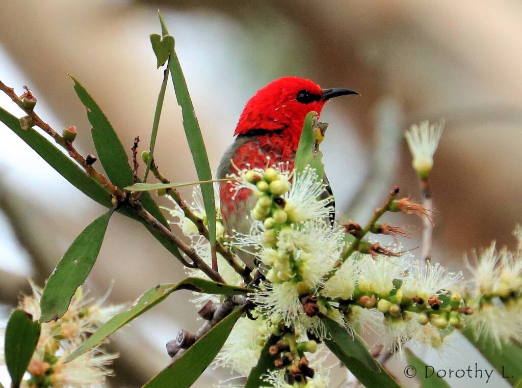 Scarlet Honeyeater (Myzomela sanguinolenta)