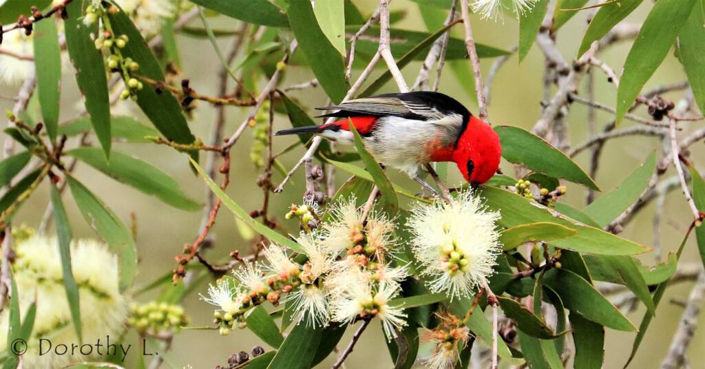 Scarlet Honeyeater (Myzomela sanguinolenta)