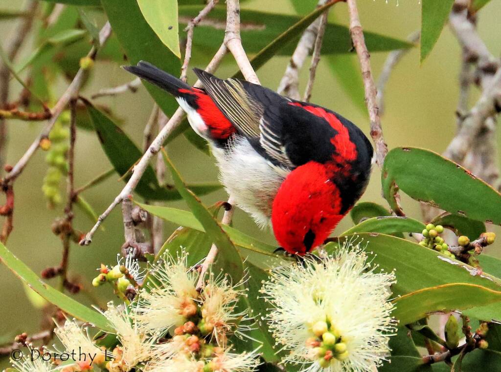 Scarlet Honeyeater (Myzomela sanguinolenta)