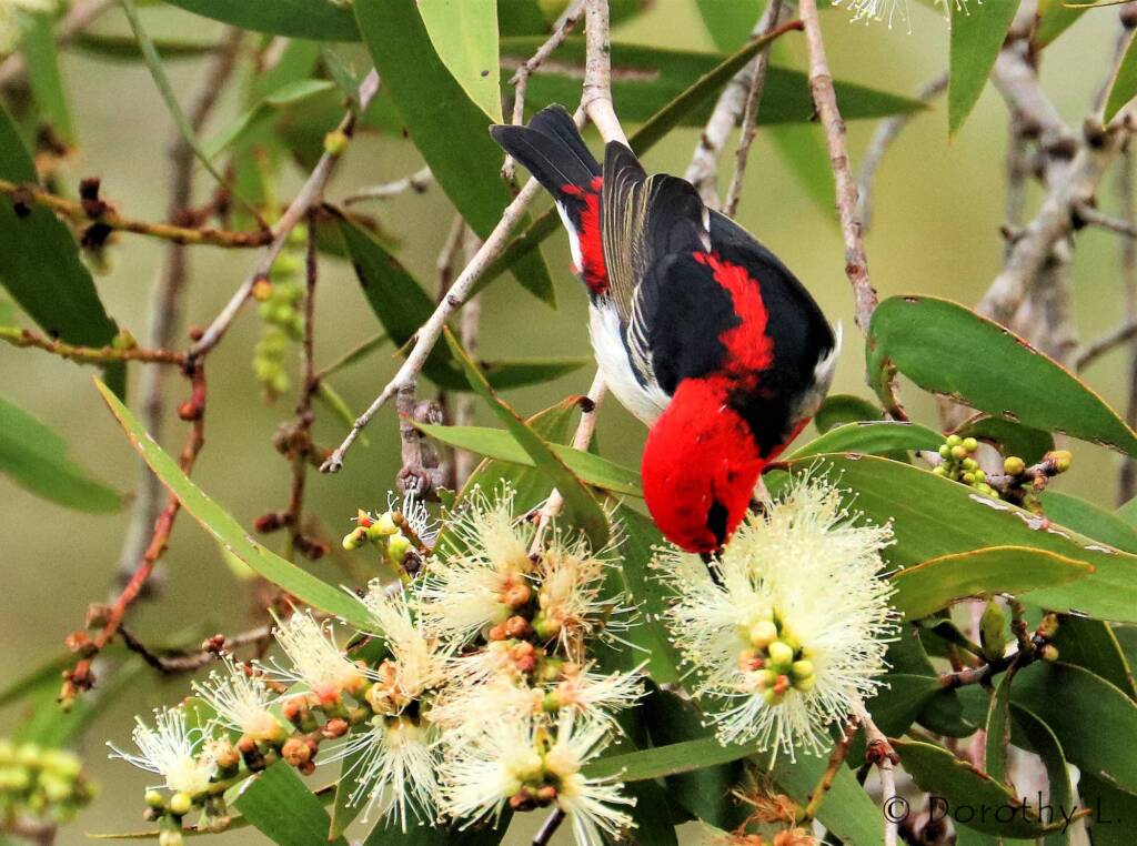 Scarlet Honeyeater (Myzomela sanguinolenta)