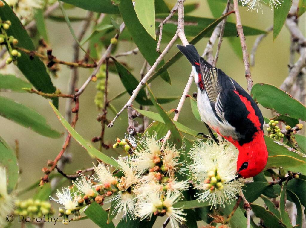 Scarlet Honeyeater (Myzomela sanguinolenta)