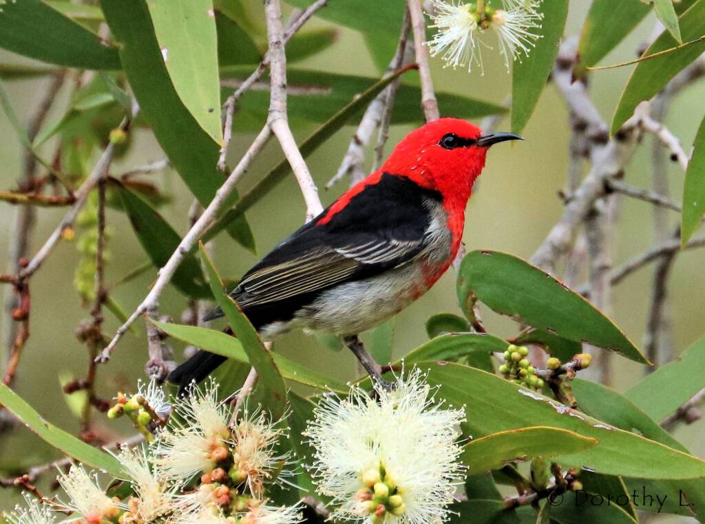 Scarlet Honeyeater (Myzomela sanguinolenta)