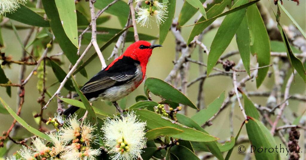 Scarlet Honeyeater (Myzomela sanguinolenta)