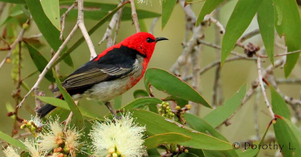 Scarlet Honeyeater (Myzomela sanguinolenta)