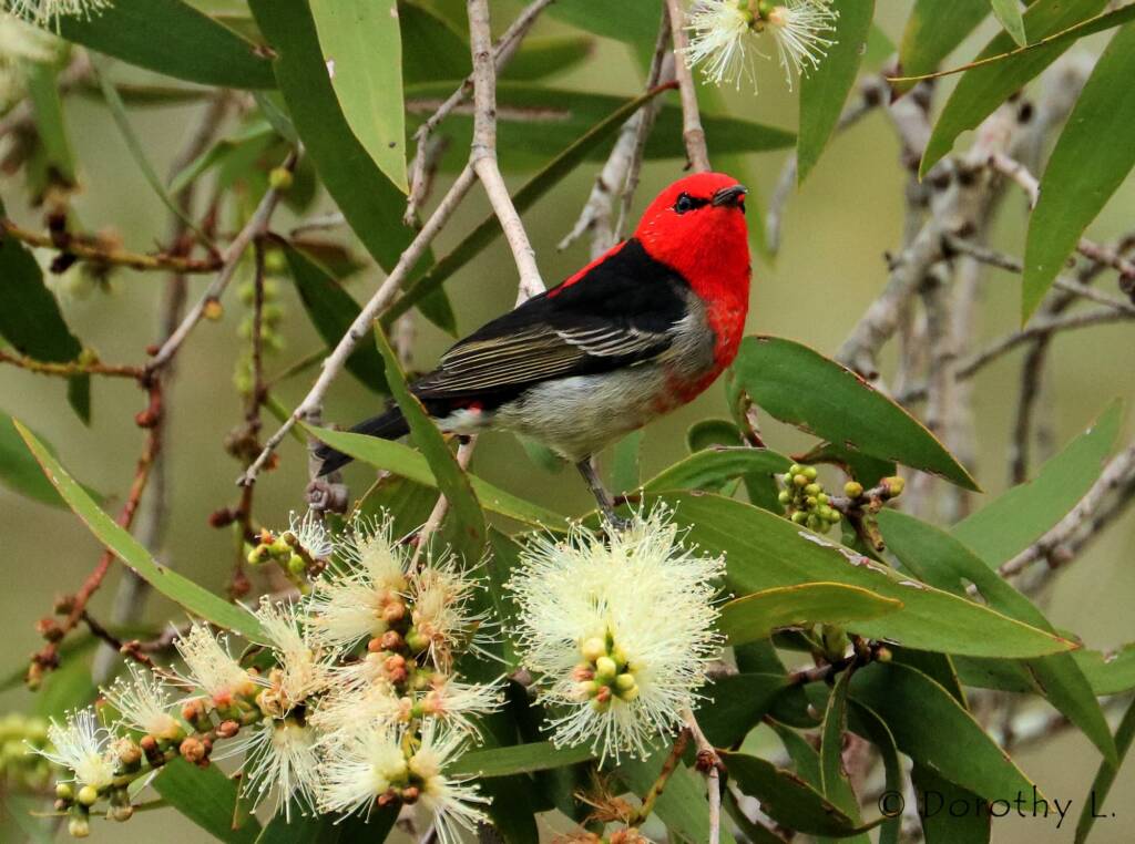 Scarlet Honeyeater (Myzomela sanguinolenta)