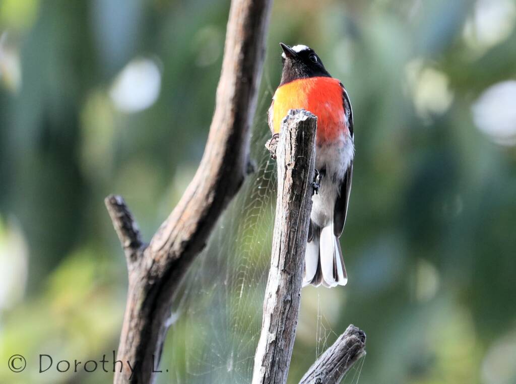 Scarlet Robin (Petroica boodang)