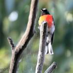 Scarlet Robin (Petroica boodang)