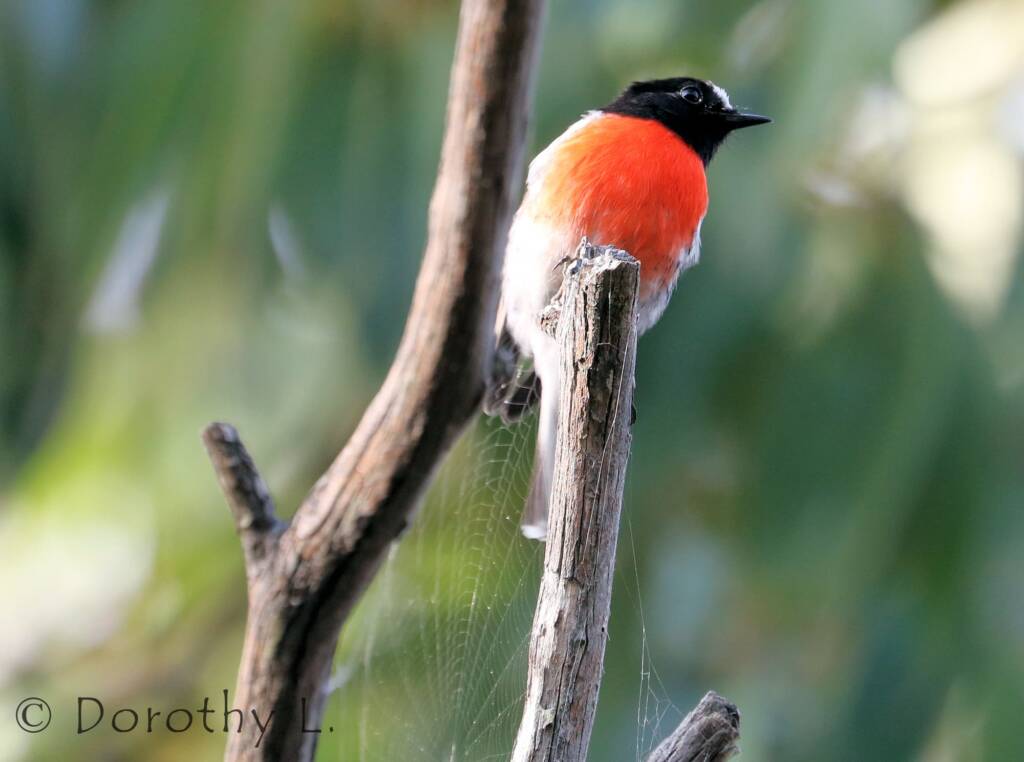 Scarlet Robin (Petroica boodang)