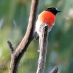 Scarlet Robin (Petroica boodang)