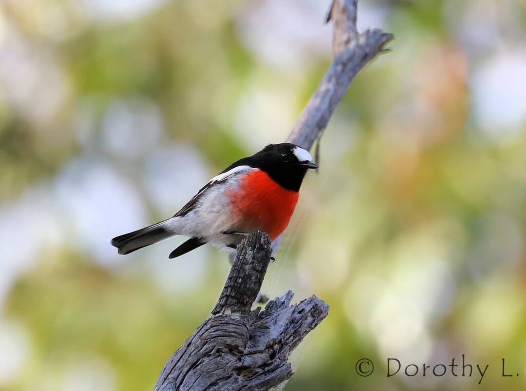 Scarlet Robin (Petroica boodang)