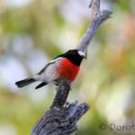 Scarlet Robin (Petroica boodang)