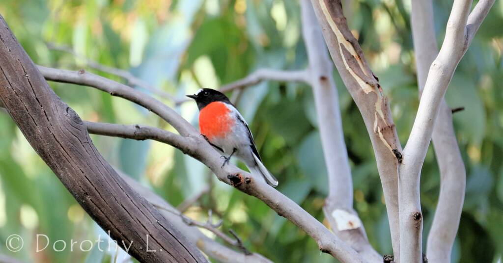 Scarlet Robin (Petroica boodang)