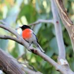 Scarlet Robin (Petroica boodang)