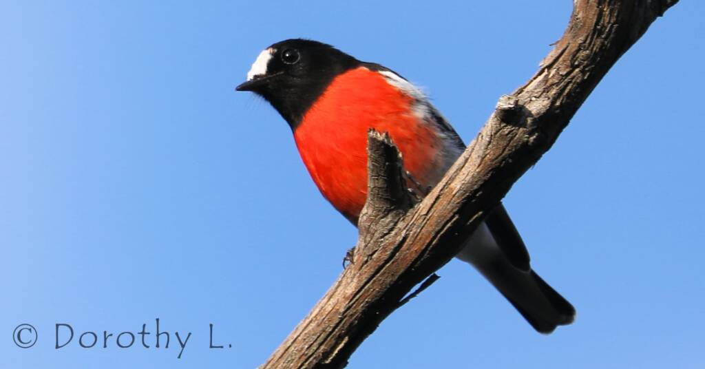 Scarlet Robin (Petroica boodang)