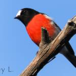 Scarlet Robin (Petroica boodang)