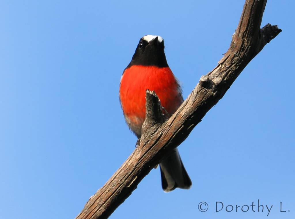 Scarlet Robin (Petroica boodang)