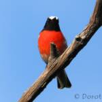 Scarlet Robin (Petroica boodang)