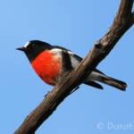 Scarlet Robin (Petroica boodang)