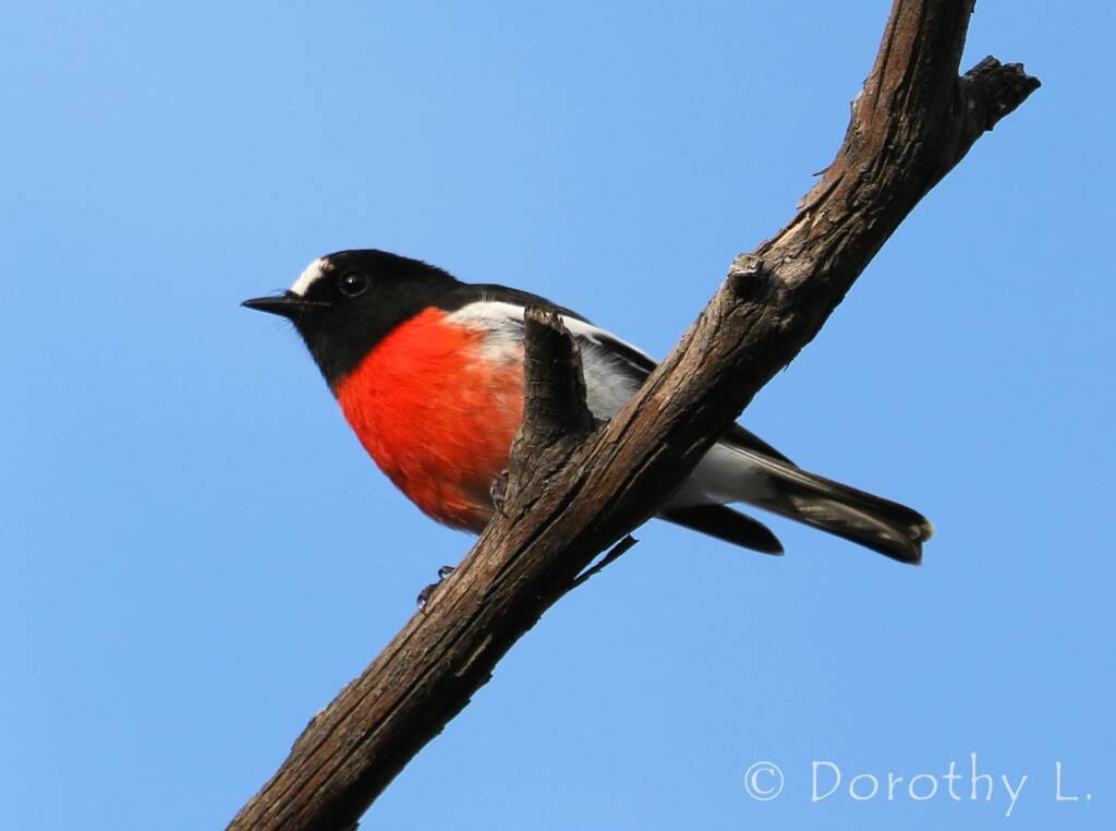 Scarlet Robin (Petroica boodang)