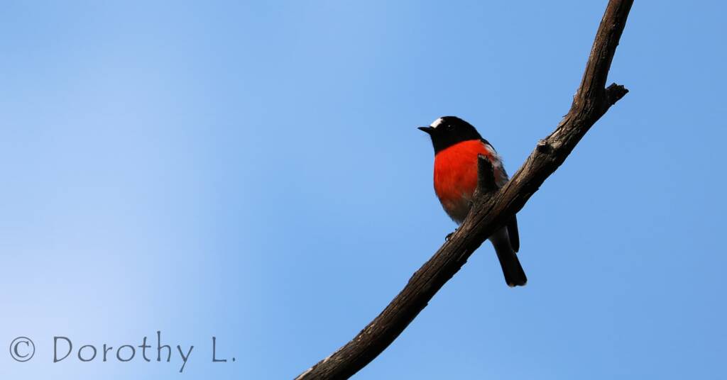 Scarlet Robin (Petroica boodang)