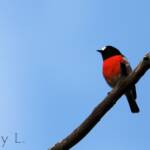 Scarlet Robin (Petroica boodang)