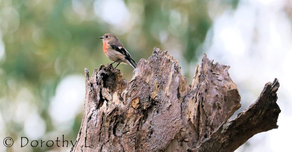 Scarlet Robin (Petroica boodang)