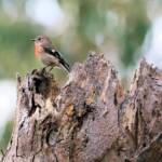 Scarlet Robin (Petroica boodang)