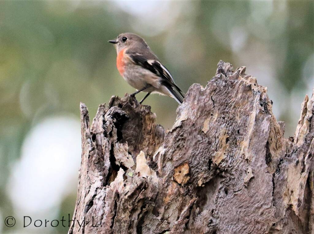 Scarlet Robin (Petroica boodang)