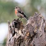 Scarlet Robin (Petroica boodang)