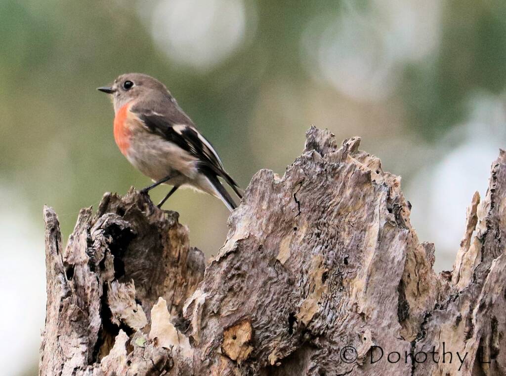 Scarlet Robin (Petroica boodang)