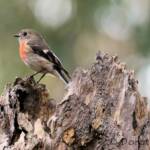 Scarlet Robin (Petroica boodang)