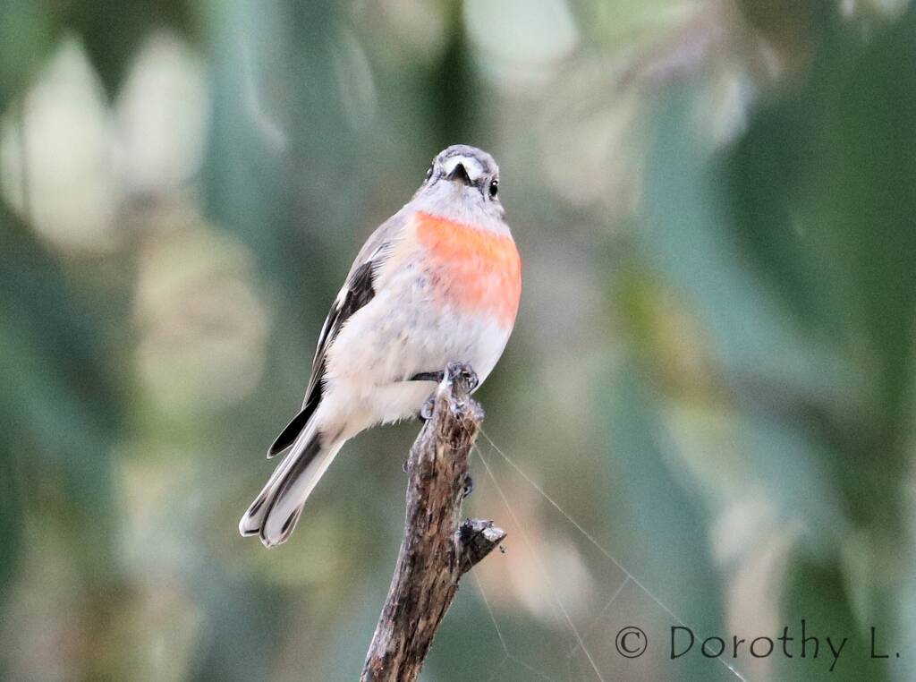 Scarlet Robin (Petroica boodang)