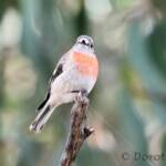 Scarlet Robin (Petroica boodang)