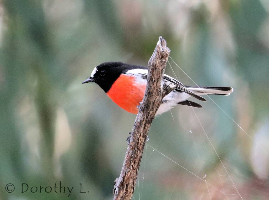 Scarlet Robin (Petroica boodang)