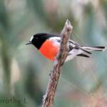 Scarlet Robin (Petroica boodang)